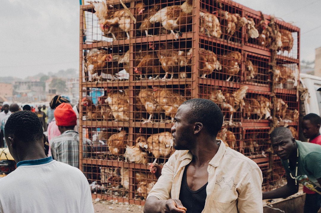 Millions Invested To Revive Ghana’s Poultry Sector - African Agri Magazine