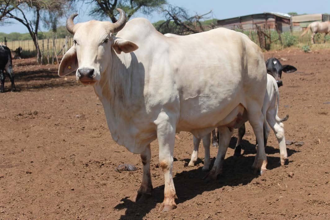 Improving Beef Yield Through Crossbreeding - African Agri Magazine