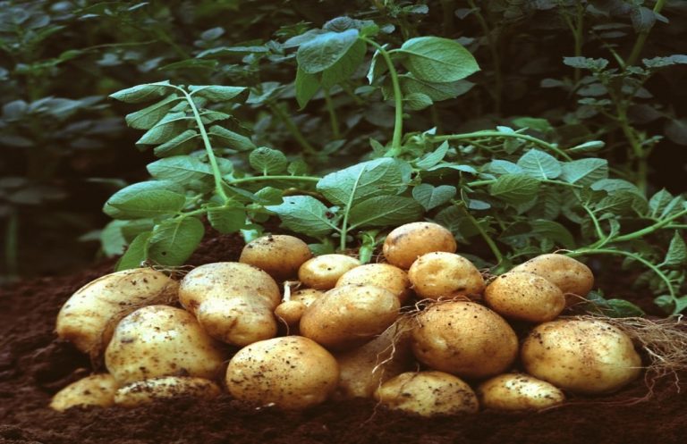 Public And Private Entities Partner To Boost Potato Farming In Kenya ...