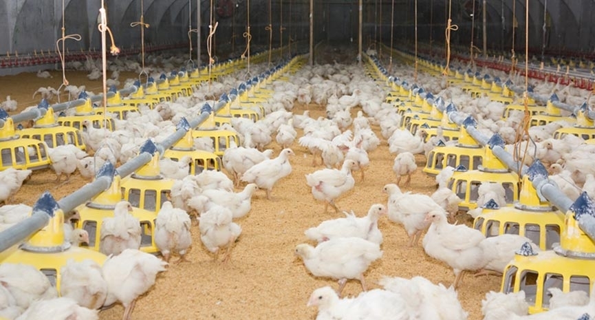 poultry business plan in south africa