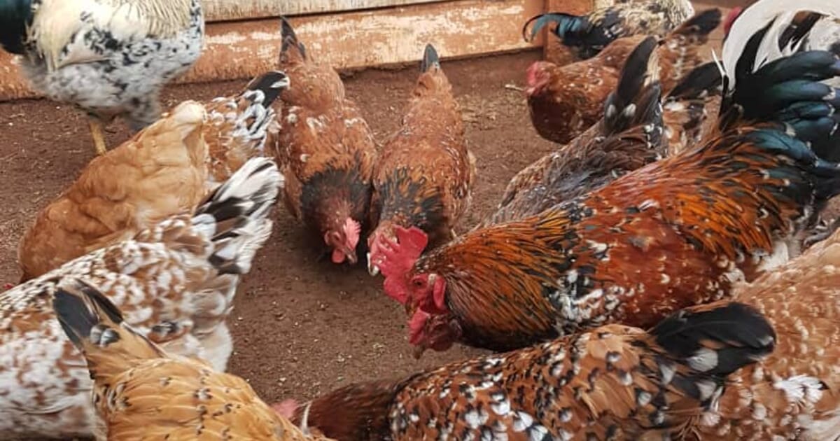 Empowering youths & sustaining economy through poultry farming ...