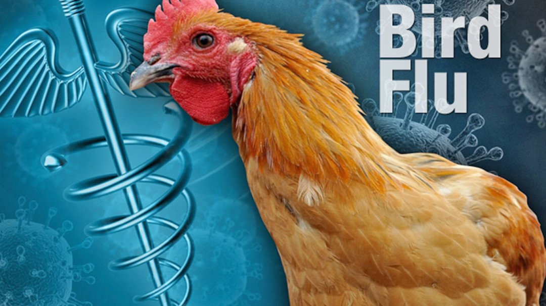 Bird Flu: Over 10,000 birds destroyed in Western Region - African Agri