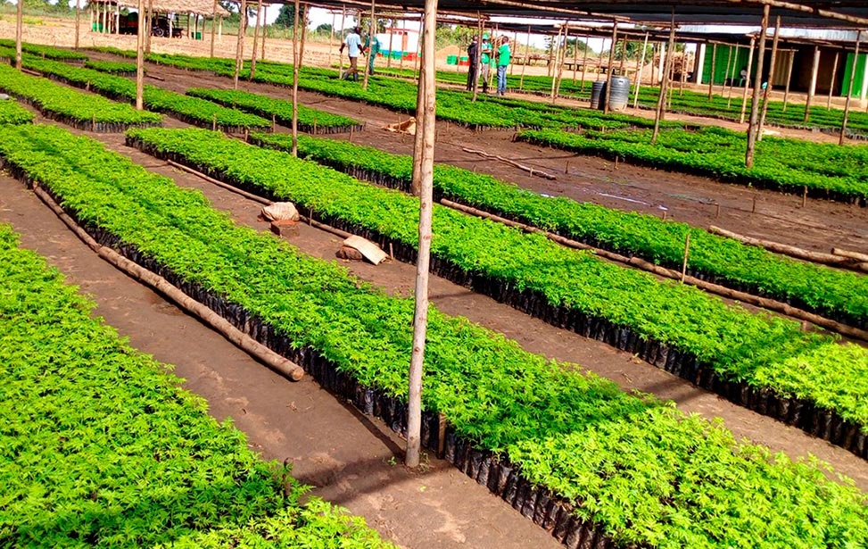 Tree Crops Authority to distribute 5 million seedlings to farmers