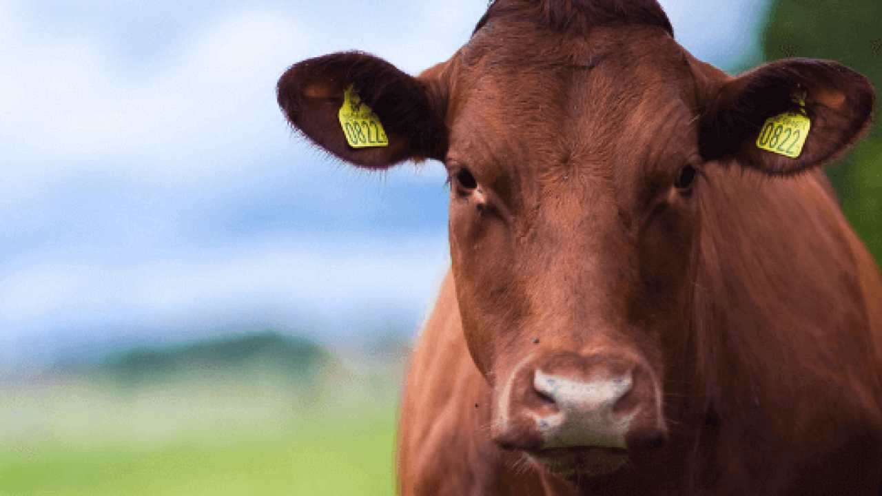 Identification System Set To Improve Value Of Livestock African Agri