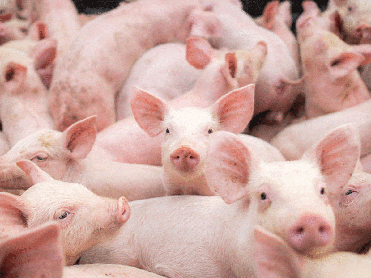 Pigs and Poultry in demand Up North African Agri Magazine