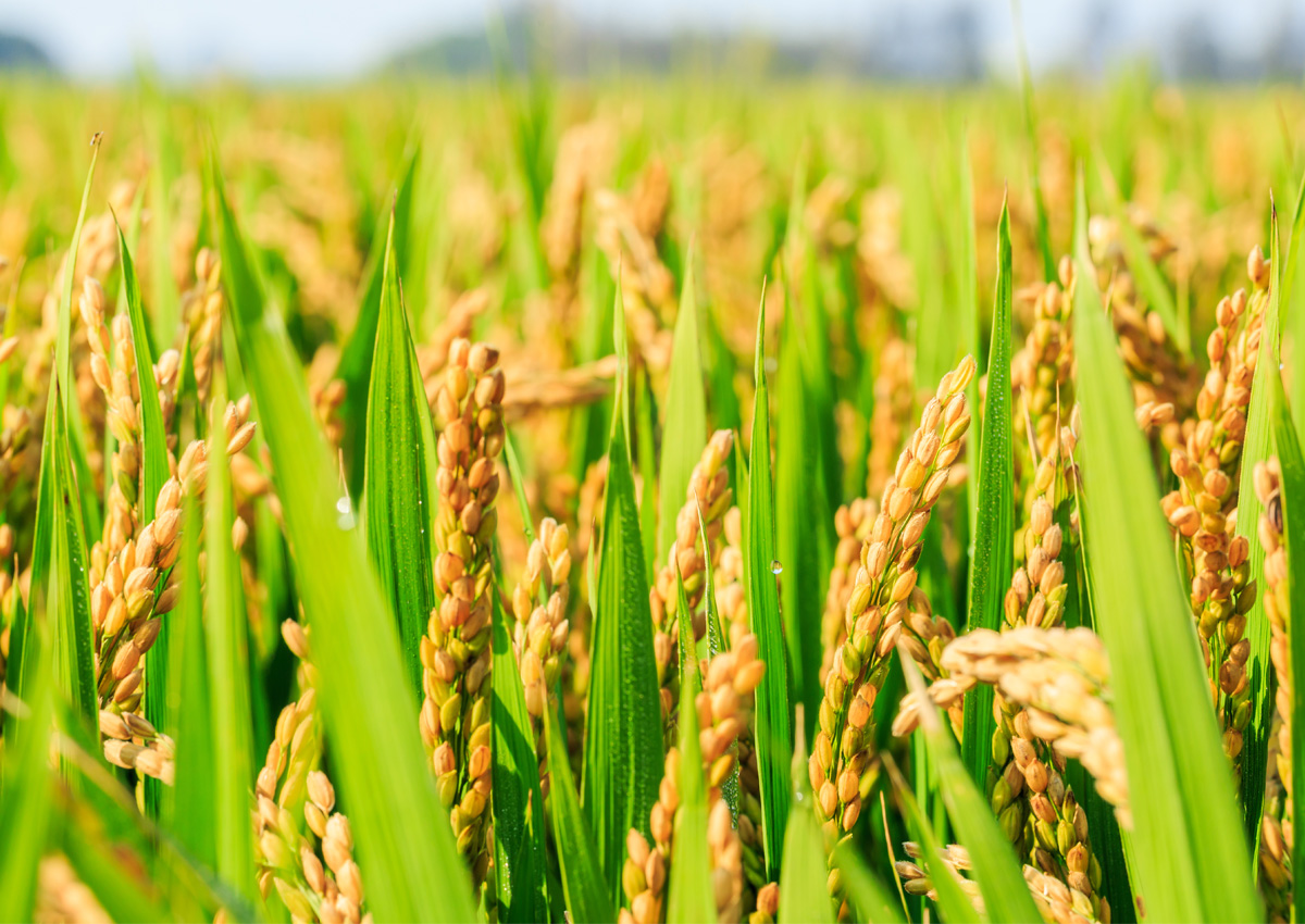Tz Rice Tanzania strategises how to increase rice production as exports soar ...