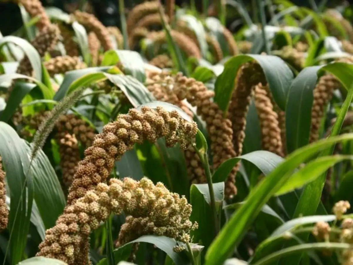 International Year of Millets 2023 Kick Starts Today African Agri