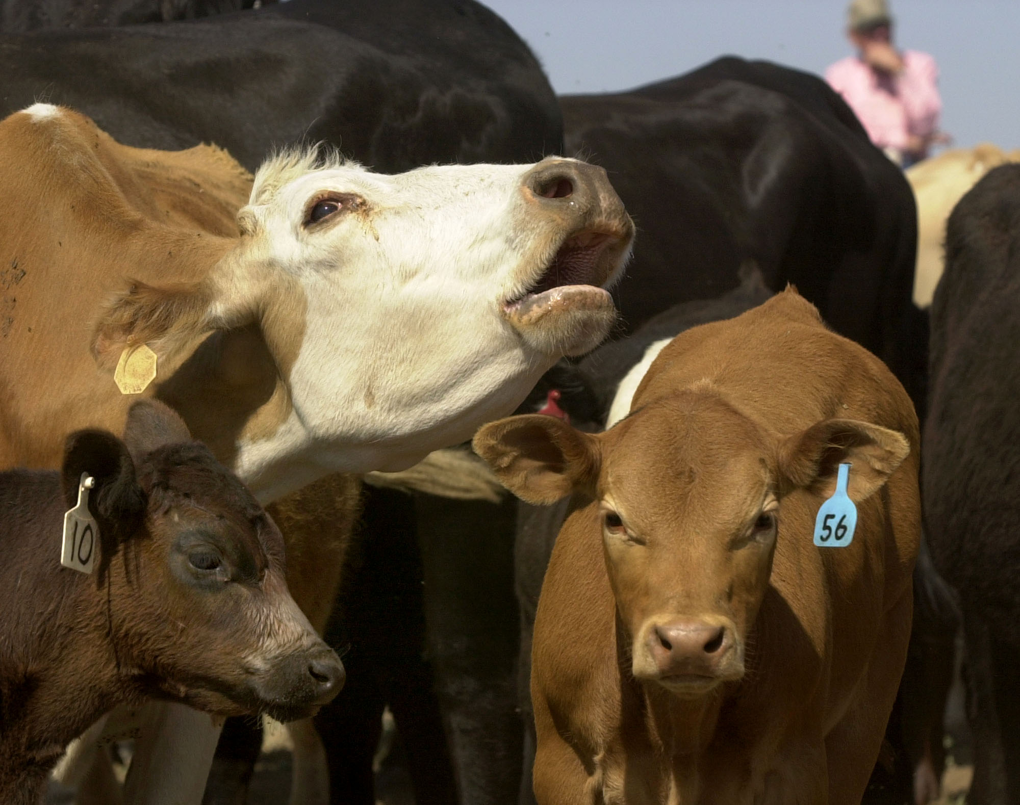 Coping with the Heat: Strategies for Farmers to Alleviate Livestock ...