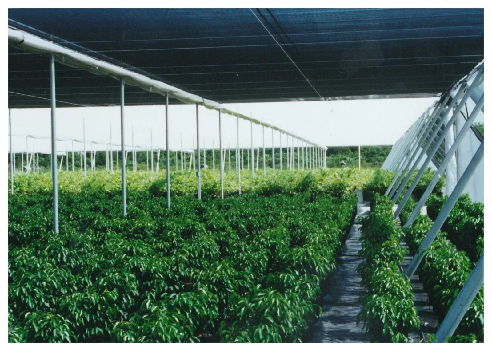 Extreme Weather Protection Extreme Weather Protection Systems Transform High-Value Crop Production ...